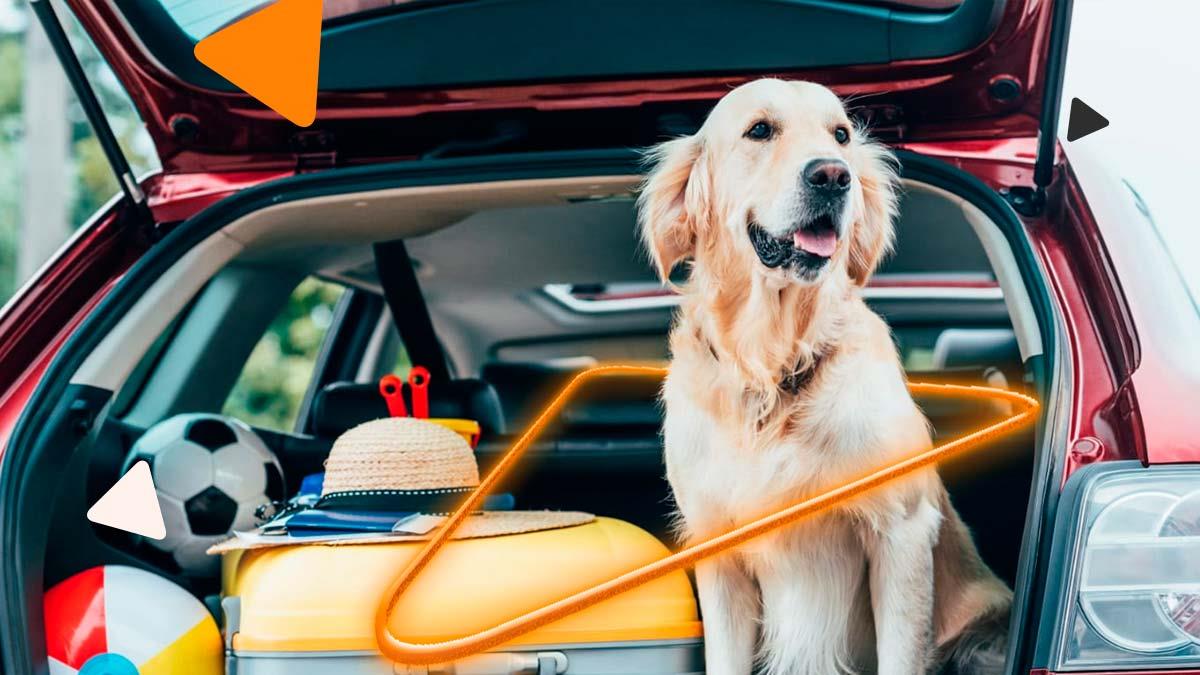 10 dicas para levar seu cachorro na viagem de carro