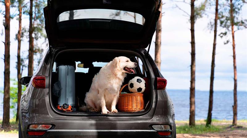 5 dicas para viajar com seu pet no carro